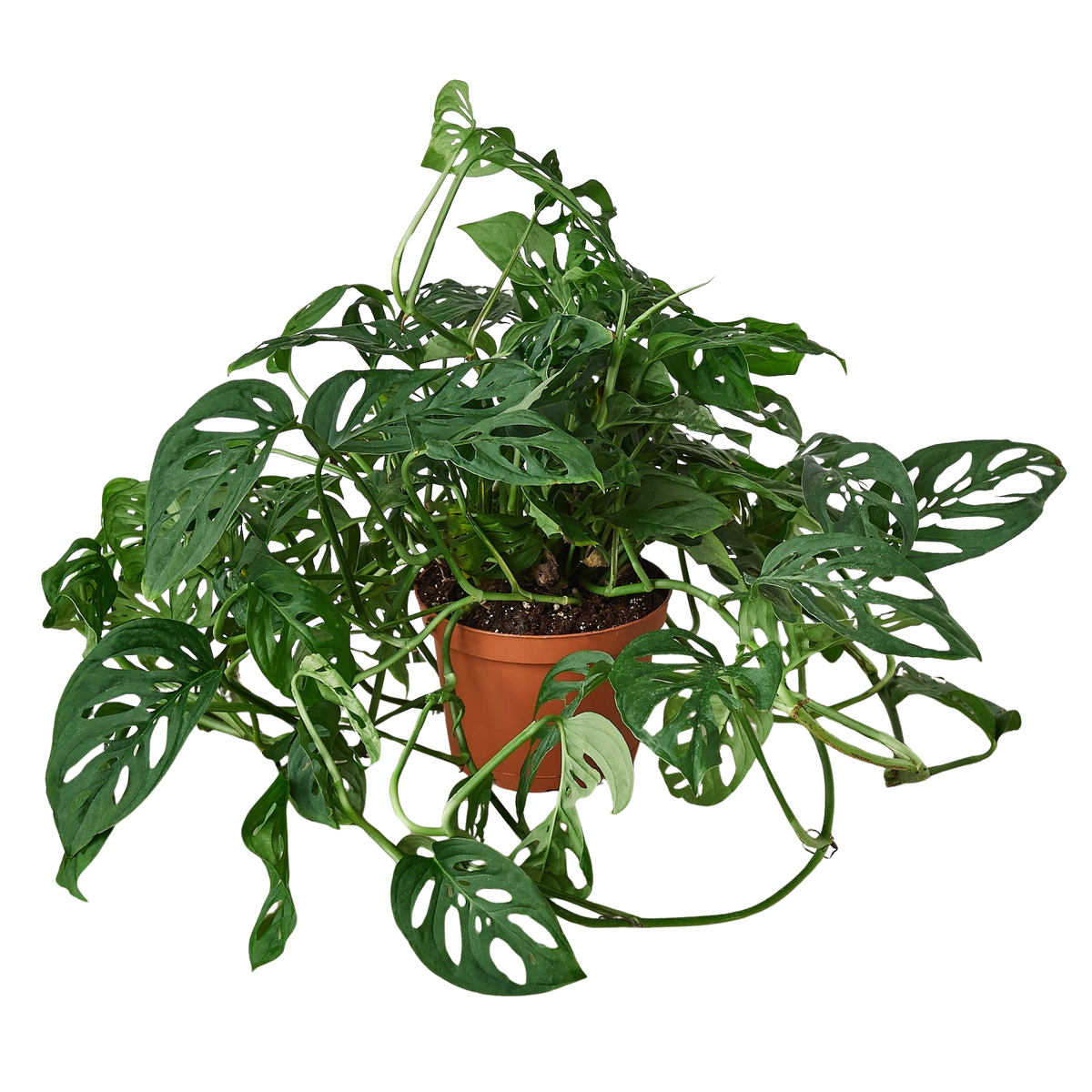 Monstera Adansonii 'Swiss Cheese'