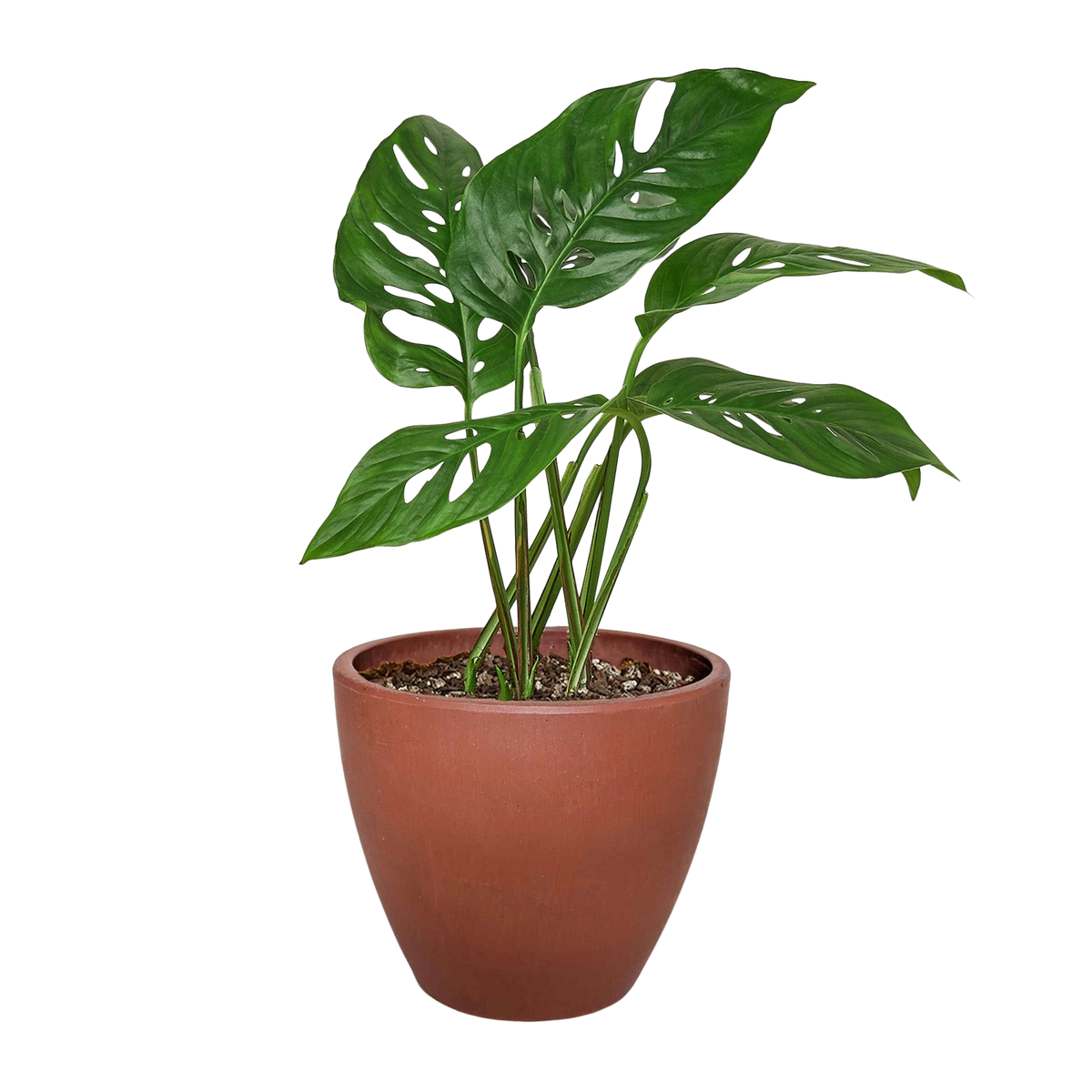 Monstera Adansonii 'Swiss Cheese'